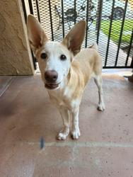 Found/Stray Female Dog last seen Golfers Dr, Palmdale, Palmdale, CA 93551