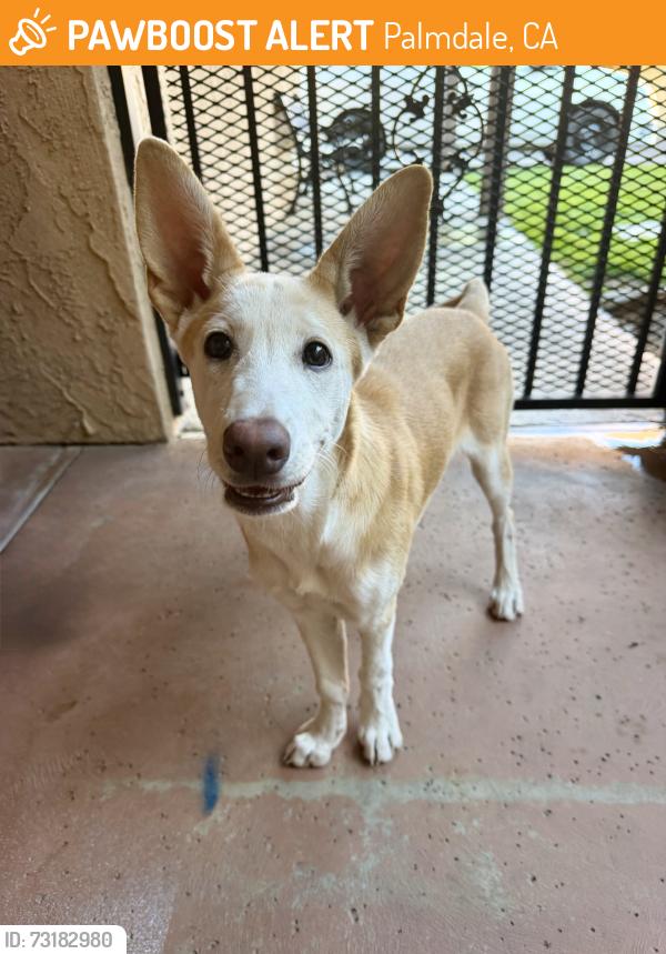 Found/Stray Female Dog last seen Golfers Dr, Palmdale, Palmdale, CA 93551