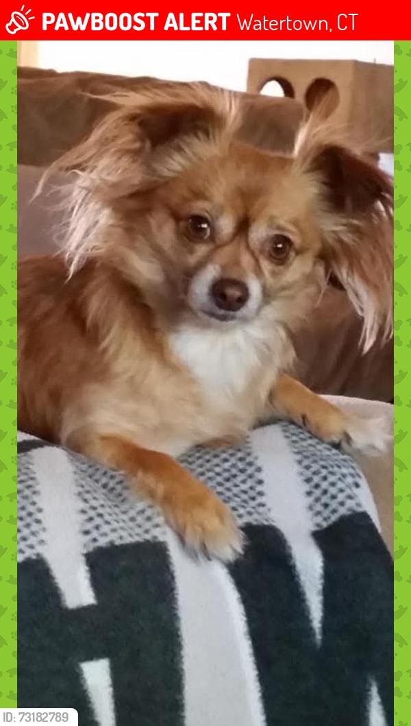 Lost Female Dog last seen Glacier Park Ct./Sahuarita Rd., Watertown, CT 06779