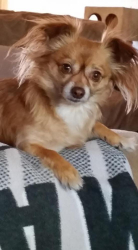 Lost Female Dog last seen Glacier Park Ct./Sahuarita Rd., Watertown, CT 06779