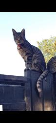 Lost Male Cat last seen Newhampton rd opposite Avión shopping center, Whitmore Reans, England WV6 0TB