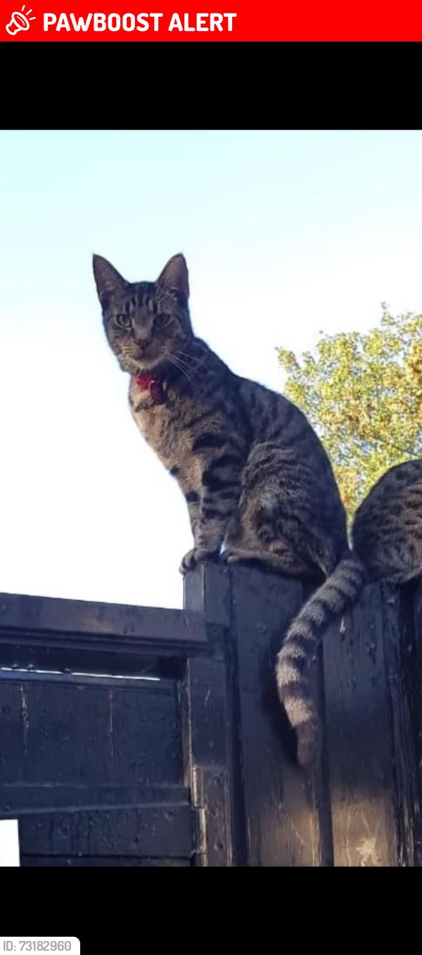 Lost Male Cat last seen Newhampton rd opposite Avión shopping center, Whitmore Reans, England WV6 0TB