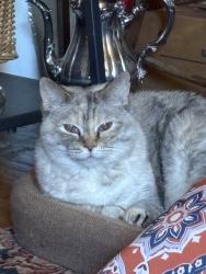 Reunited Female Cat last seen Near Georgia Ave, Silver Spring, MD 20902, USA, Silver Spring, MD 20902