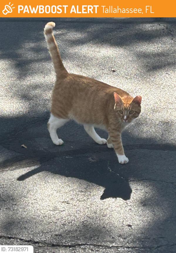 Found/Stray Male Cat last seen Arbor View apmts, Tallahassee, FL 32301