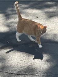 Found/Stray Male Cat last seen Arbor View apmts, Tallahassee, FL 32301