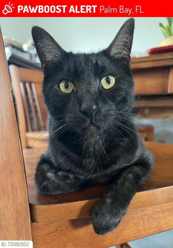 Lost Male Cat last seen Eldron St SE and Hatcher St SE Palm Bay, Palm Bay, FL 32909
