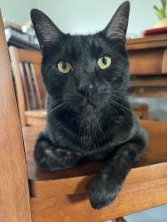 Lost Male Cat last seen Eldron St SE and Hatcher St SE Palm Bay, Palm Bay, FL 32909