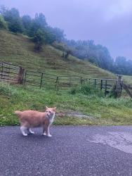 Lost Male Cat last seen The very center of Thomas Barbour rd, Melbourne, FL 32935