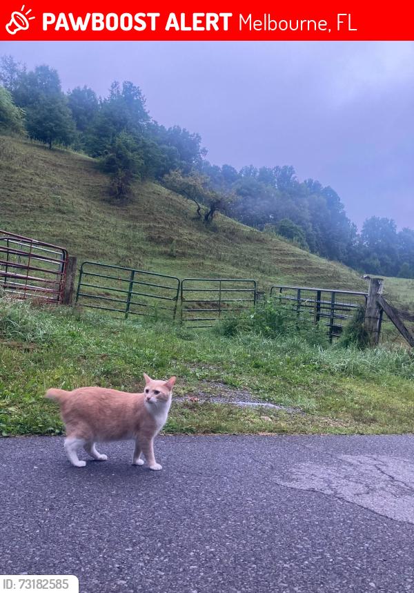 Lost Male Cat last seen The very center of Thomas Barbour rd, Melbourne, FL 32935