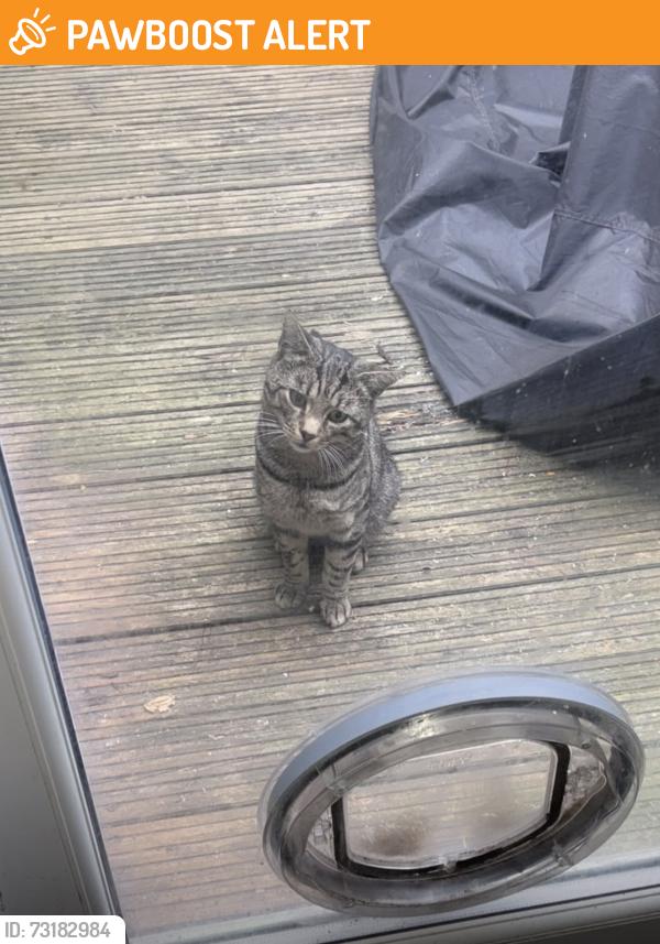 Found/Stray Unknown Cat last seen Prenton wirral, Birkenhead, England 
