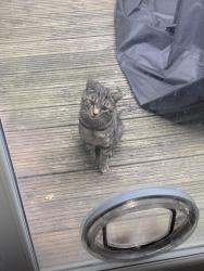 Found/Stray Unknown Cat last seen Prenton wirral, Birkenhead, England 