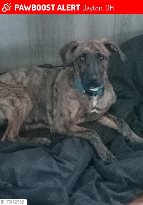 Lost Female Dog last seen Vine and Stout/ Warren Ave, Dayton, OH 45409
