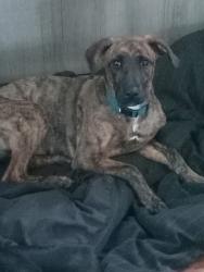 Lost Female Dog last seen Vine and Stout/ Warren Ave, Dayton, OH 45409