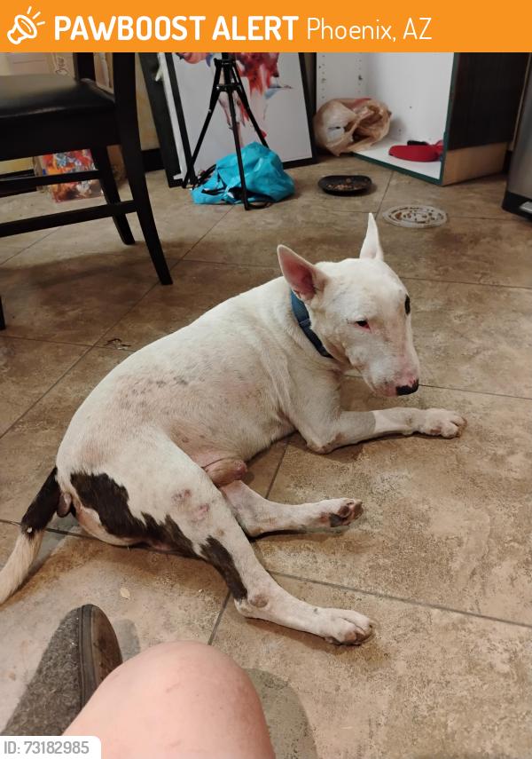 Found/Stray Male Dog last seen 28th pl & McDowell, Phoenix, AZ 85008