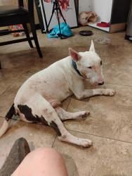 Found/Stray Male Dog last seen 28th pl & McDowell, Phoenix, AZ 85008