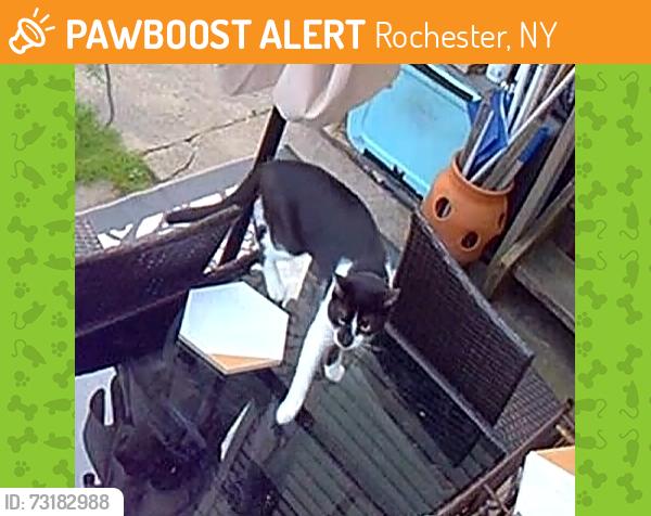 Found/Stray Unknown Cat last seen Tacoma St, Rochester, NY 14613