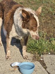 Found/Stray Male Dog last seen Myrtle and Cleveland Ave, Spokane, WA 99217