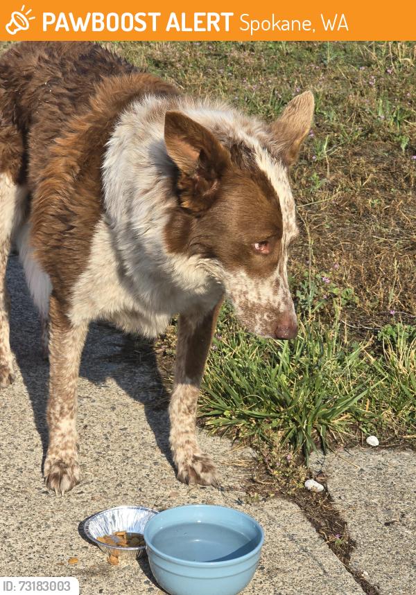 Found/Stray Male Dog last seen Myrtle and Cleveland Ave, Spokane, WA 99217