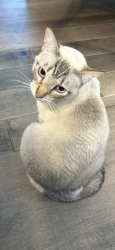 Reunited Female Cat last seen Lake Drive & Calkins in Easttown, Grand Rapids, MI 49506