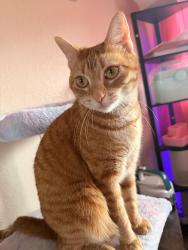 Reunited Female Cat last seen Near vista heights road, El Cerrito, CA 94530