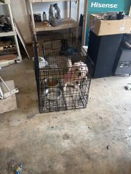 Found/Stray Male Dog last seen swift creekSr, Lithonia, GA 30058