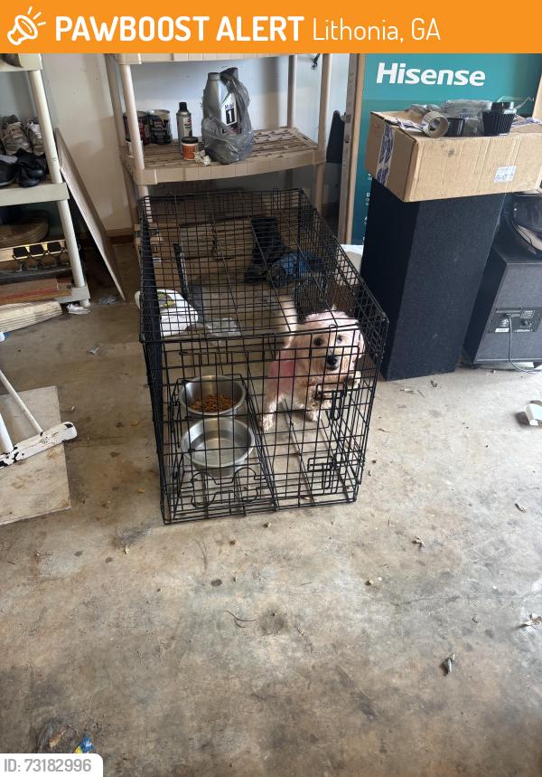 Found/Stray Male Dog last seen swift creekSr, Lithonia, GA 30058