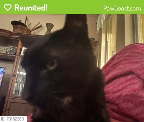 Reunited Male Cat last seen Kickliter Lane and Wilderness lake blvd, Land O' Lakes, FL 34637