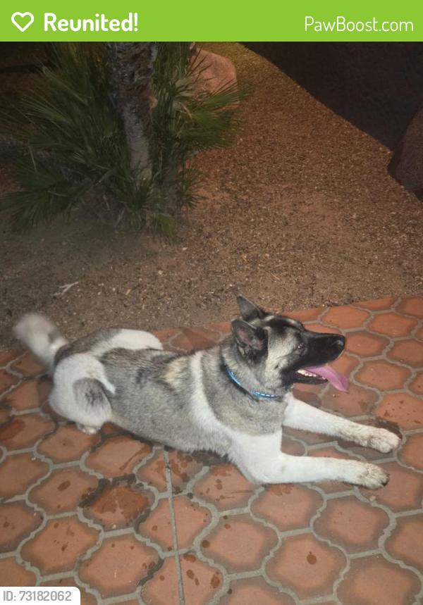 Reunited Female Dog last seen Pima and Rosemont, Tucson, AZ 85712