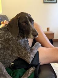 Reunited Male Dog last seen Penn woods drive, Irwin, PA 15642