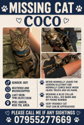 Reunited Male Cat last seen Stelfox street, Eccles, England 