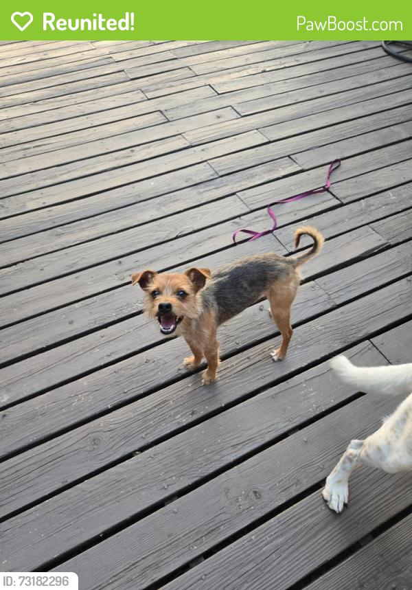 Reunited Male Dog last seen 13th St N/Zoo Blvd, Wichita, KS 67202