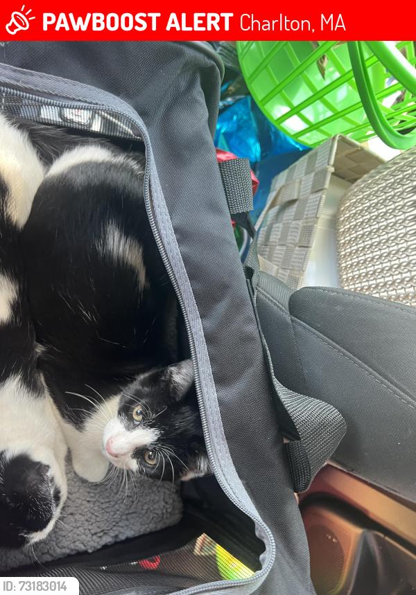 Lost Male Cat last seen Near Keely Dr Charlton MA high tension wires, Charlton, MA 01507