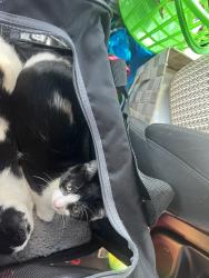 Lost Male Cat last seen Near Keely Dr Charlton MA high tension wires, Charlton, MA 01507