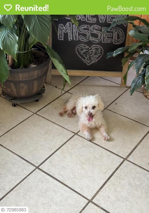 Reunited Male Dog last seen Train tracks downtown norcross by KCL RESTAURANT, Norcross, GA 30071