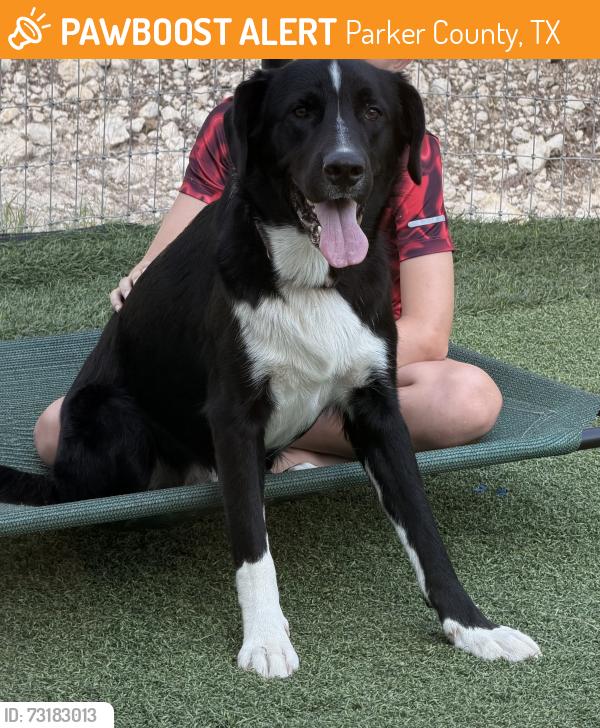 Found/Stray Male Dog last seen Dove ridge/Tucker Drive, Parker County, TX 76085
