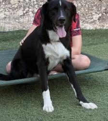 Found/Stray Male Dog last seen Dove ridge/Tucker Drive, Parker County, TX 76085