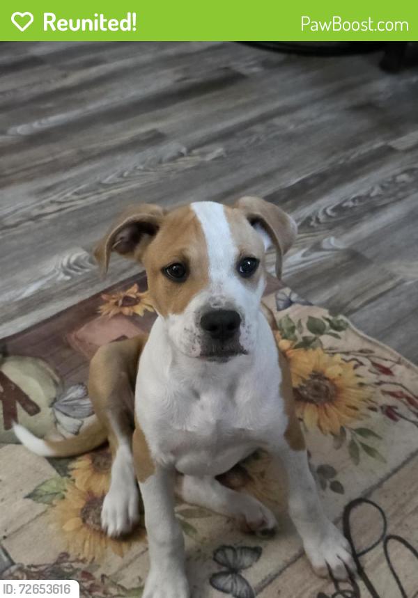 Reunited Male Dog last seen N Holiday Dr, Crystal River, FL 34428, USA, Crystal River, FL 34428