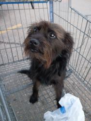 Found/Stray Female Dog last seen SE 44th and Sooner, Del City, OK 73115