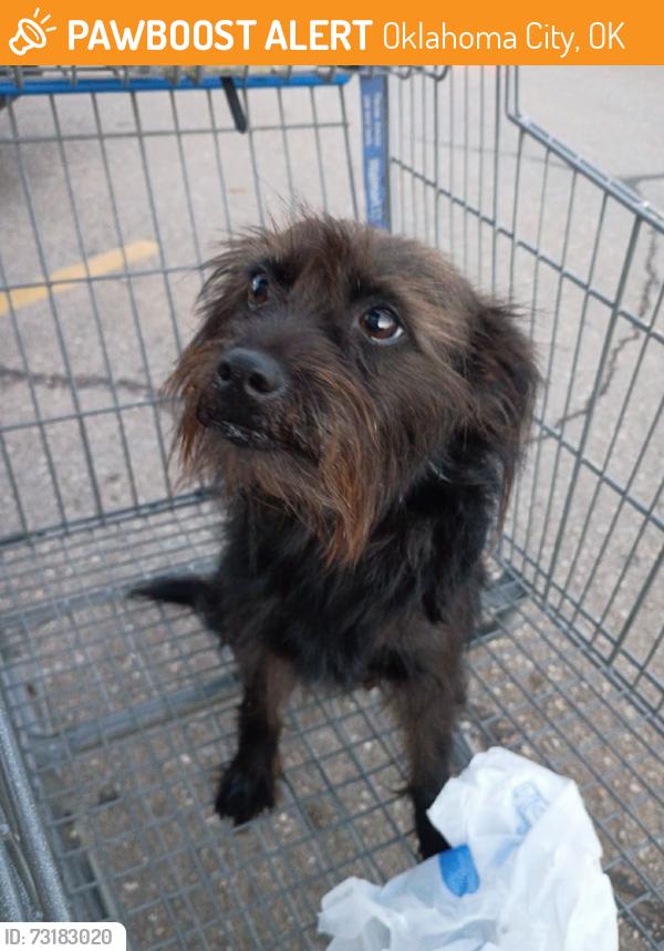 Found/Stray Female Dog last seen SE 44th and Sooner, Del City, OK 73115
