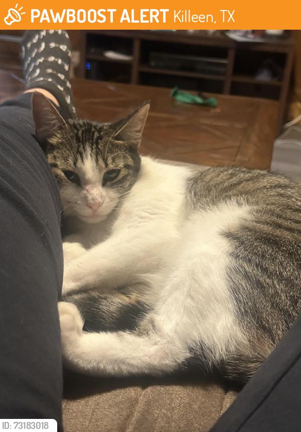 Found/Stray Female Cat last seen Sunset street, Killeen, TX 76543
