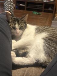 Found/Stray Female Cat last seen Sunset street, Killeen, TX 76543
