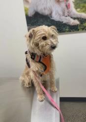 Reunited Female Dog last seen Magna, West Valley City, UT 84120