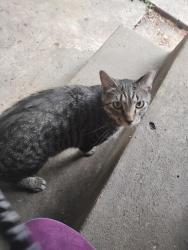 Found/Stray Male Cat last seen McKinley and SW14th, Des Moines, IA 50315