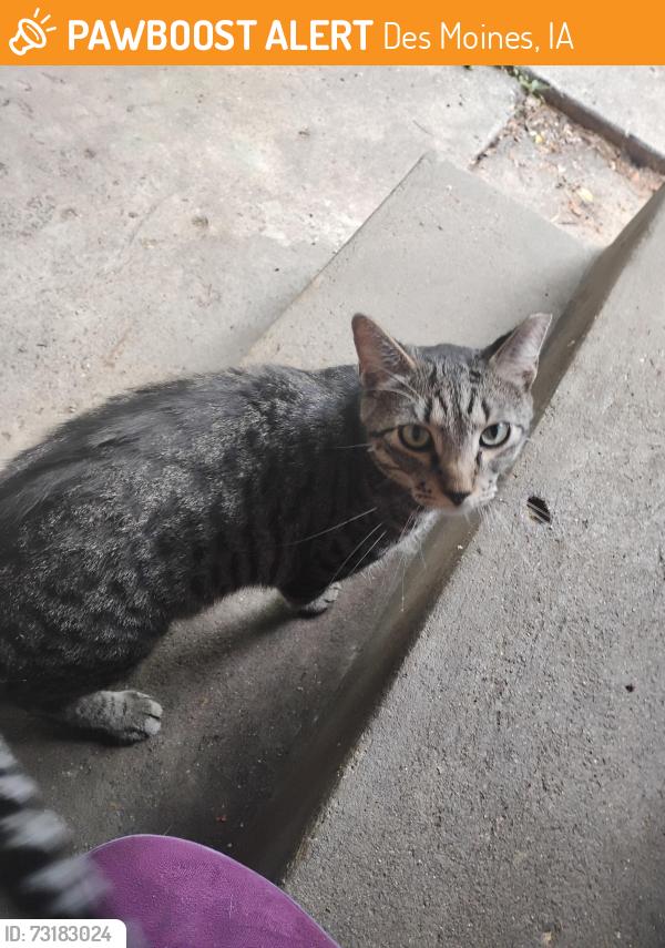 Found/Stray Male Cat last seen McKinley and SW14th, Des Moines, IA 50315