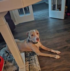 Lost Female Dog last seen Cypresswood and Cypresswood Trail Drive, Houston, TX 77070