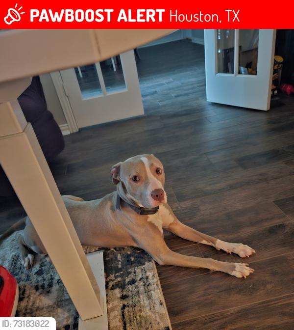 Lost Female Dog last seen Cypresswood and Cypresswood Trail Drive, Houston, TX 77070