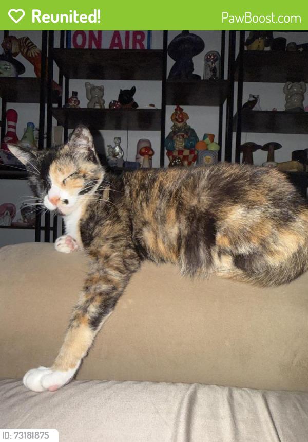Reunited Female Cat last seen Seven Hills & Walnut Rd, Castro Valley, CA 94546