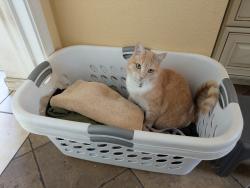 Reunited Female Cat last seen Claremont and Chelmsford, Brentwood, CA 94513