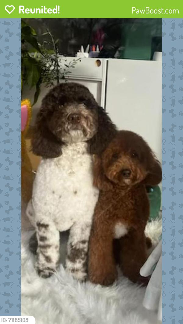 Reunited Male Dog last seen Parr rd Flint Hill, Wentzville, MO 63385