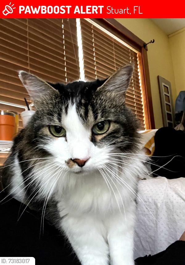 Lost Male Cat last seen Palm Beach Road and Coconut Ave, Stuart, FL 34996